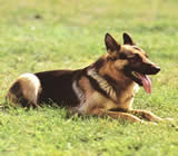 Adestramento de cães em São Leopoldo